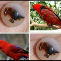 سلطان شجررنگی