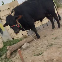 نرگا دوساله سیمیتال