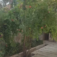 کار روزانه و نگهبانی باغ