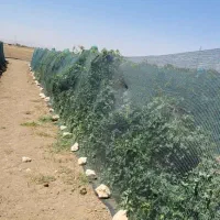 توری ضد پرنده تنها تولیدکننده واقعی ضدپرنده تورینه|عمدهفروشی|تاکستان, |دیوار