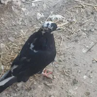 کبوتر فروشی|پرنده|گلپایگان, |دیوار