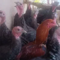 بوقلمون برنزی|حیوانات مزرعه|مشهد, هفده شهریور|دیوار