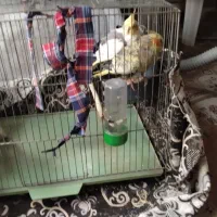 عروس هلندی جفت دوساله|پرنده|نکا, |دیوار