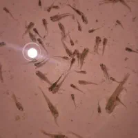 گوپی بلو مسکو مولد به همراه بچه هاشون