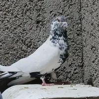 شریک کاری|فعالیت داوطلبانه تحقیقاتی|بومهن, |دیوار