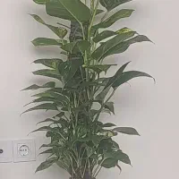 گل قشنگ