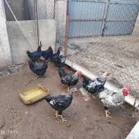 مرغ و خروس محلی اصیل کرچ شو|حیوانات مزرعه|نکا, |دیوار