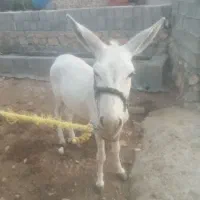 الاغ|حیوانات مزرعه|سیسخت, |دیوار