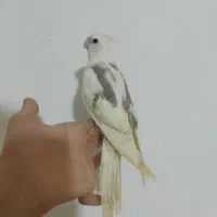 پرنده دوعدد عروس هلندی.طوطی سخنگو واضح نر رام دستی