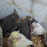 جوجه عروس هلندی|پرنده|دامغان, |دیوار