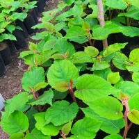 نهال کیوی خیاری آماده برای قلمه