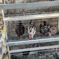 پرداخت در ۲ قستقفس مخصوص مرغ  یک عدد موجود است|لوازم جانبی حیوانات|اصفهان, شهرک کاوه|دیوار