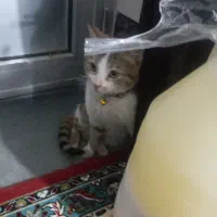 حیوان گربه|حیوانات|میاندوآب, |دیوار