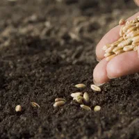 دروگر یا کمباین میخام