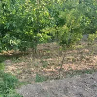 زمین-کشاورزی-230متر-نوبران-دربند