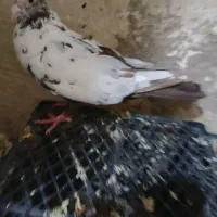 هفت عدد کبوتر رنگی خوب بفروش میرسد