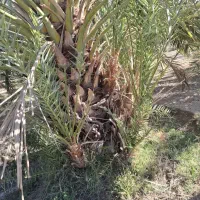 پاجوش  پیارم، شانی ، خاصوی