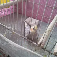 یک جفت عروس هلندی تخم گذار