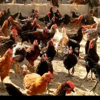 جوجه خروس محلی