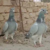 دو جفت مسافتی|پرنده|کرباسک, |دیوار