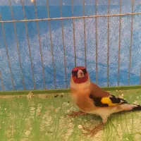 سهرقناری پرنده سهره سرسیا