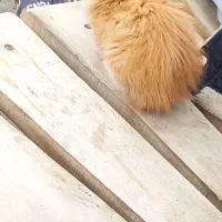 گربه پرشین|گربه|ارومیه, |دیوار