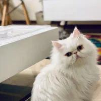 گربه