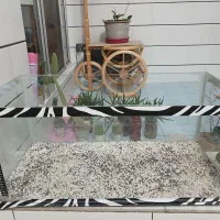 آکواریوم|ماهی|مبارکه, |دیوار