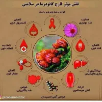 قهوه درمانی قارچ گانودرما|آرایشی، بهداشتی، درمانی|تبریز, |دیوار