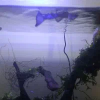 گوپی بلو مسکو و حلزون کیلر|ماهی|اردبیل, |دیوار