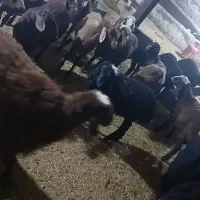 بره نر ماده سبک