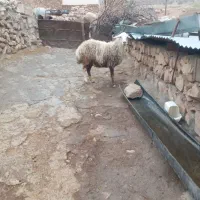 میش|حیوانات مزرعه|معمولان, |دیوار