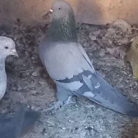 پرنده|پرنده|بم, |دیوار