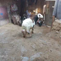 قوچ غزل پلنگی