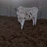 گاو|حیوانات مزرعه|مرودشت, دولت آباد|دیوار