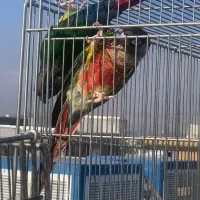 گرینچیک|پرنده|سرپل ذهاب, |دیوار