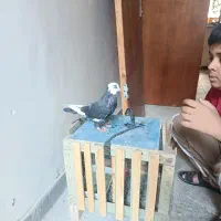 شازده ماده چش تابتا چش رنگی