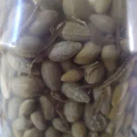 ترشی لگجی (هندوانه کوهی)|حراج|یاسوج, |دیوار