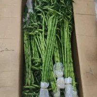 لاکی بامبو جوانه چینی 90 سانت اصل در بندرعباس