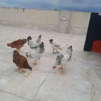 مرغ و خروس