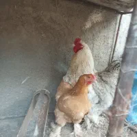 مرغ و خروس برهما