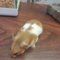 همستر هردو ماده باحال بازیگوش شیطون دستی زبر ررنگ