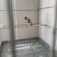 سیره جفتی تضمینی