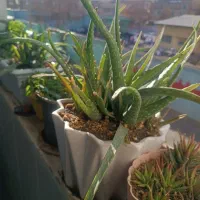 گل اپارتمانی