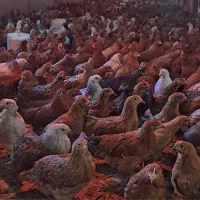مرغ نیمچه و تخمگذار گلپایگانی عمده و جزییبا