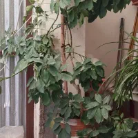 گل طبیعی|گل و گیاه طبیعی|بجنورد, |دیوار