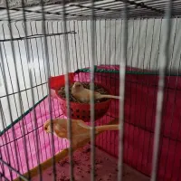 قناری ماده بالغ آماده جفت گیری|پرنده|یاسوج, |دیوار