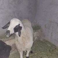 فروش بره ماده سالم