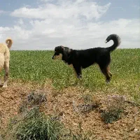 سگ ماده نژاد روتوایلر