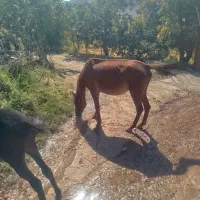 مادیون با قاطر